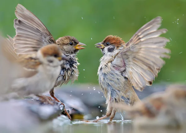 House Sparrow Tree Sparrow Fighting Lifted Wings — Stock Photo, Image