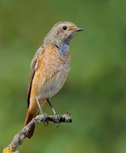 Blaukehlchen Posiert Gestreiften Gefieder — Stockfoto