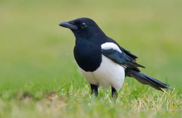Avrasya magpie ayakta çim 