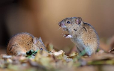 Striped field mice pair posing in litter clipart