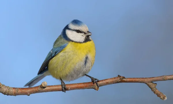 Eurasia Azul Teta Posando Helada Día — Foto de Stock