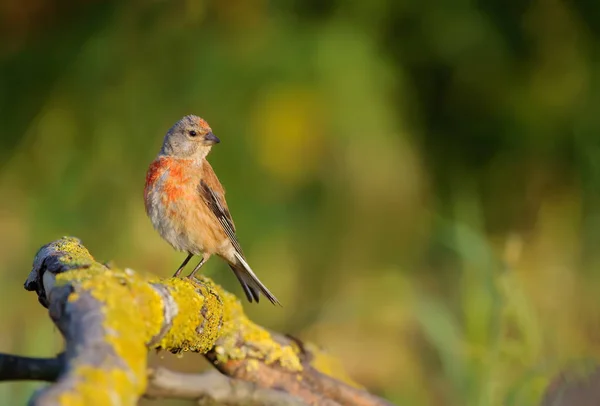 Common Linnet Morning Sunrays — Stock Photo, Image