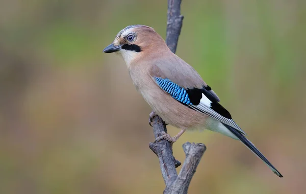 Eurasian Jay Posing Willow Branch — Stock Photo, Image