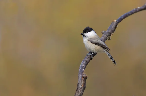 Söğüt Baştankara Minimalist Poz — Stok fotoğraf