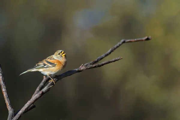 Brambling Cantando Chamando Ramo — Fotografia de Stock