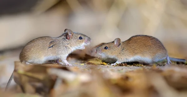 Ριγέ Feild Ποντίκια Διαφοράς Ζεύγους — Φωτογραφία Αρχείου