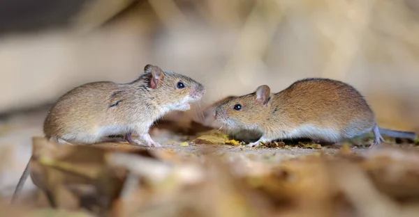 Campo Strisce Topi Coppia Disputa — Foto Stock