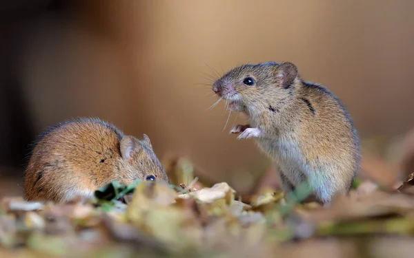 Pareja Ratones Campo Rayas Posando Camada — Foto de Stock