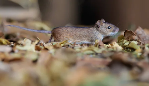 Striped field mouse running through leaves