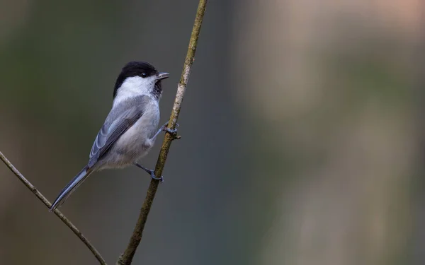 Tetta Salice Appollaiata Vicino Nido — Foto Stock