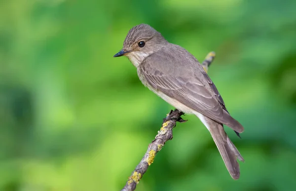 Spotted Flycatcher Σκαρφαλωμένο Πάνω Ένα Κλαδί Λειχήνα — Φωτογραφία Αρχείου