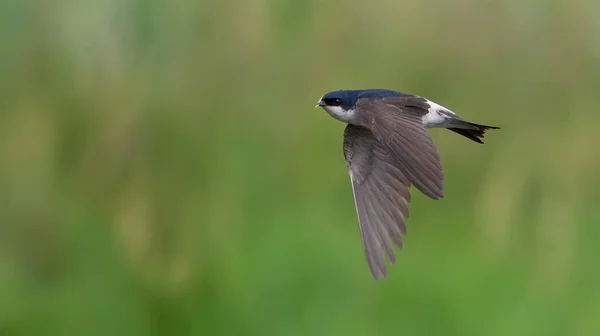 Common House Martin Flight — Stock Photo, Image