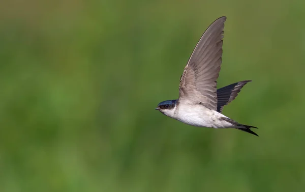 Κοινή House Martin Κατά Την Πτήση — Φωτογραφία Αρχείου