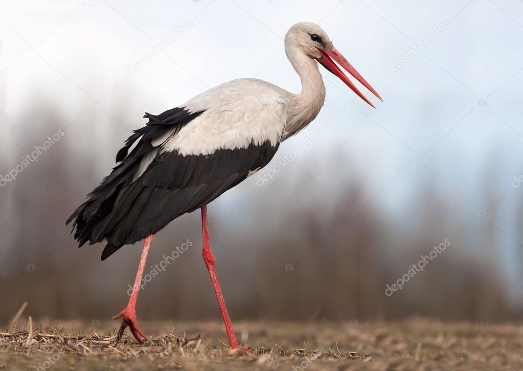 White stork walking in a field 