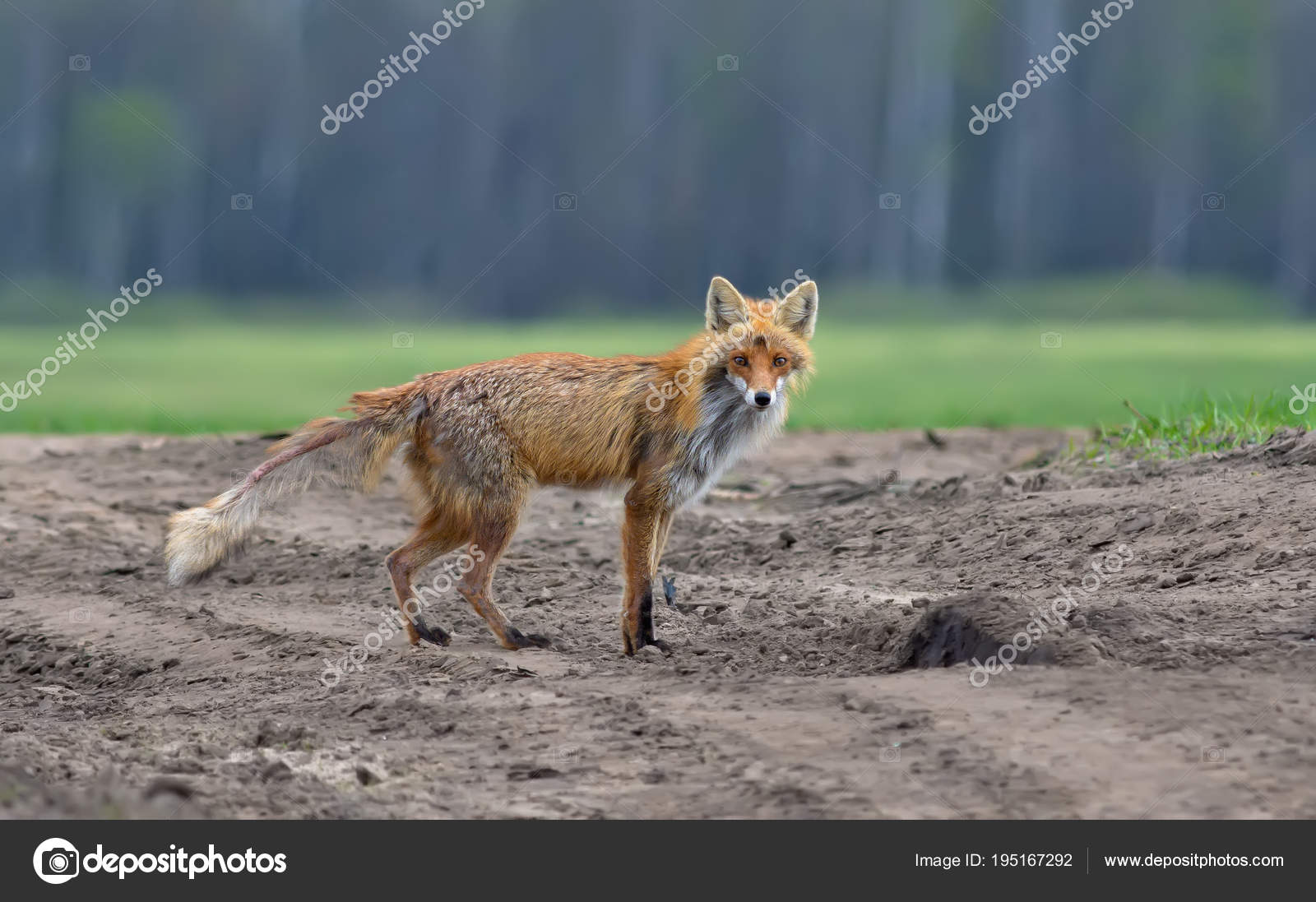 Volpe Rossa Affetta Rogna — Foto stock di © nickvorobey.com #195167292, image size:1600x1097