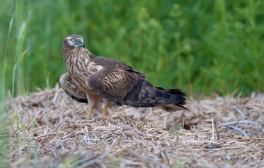 Montagu'nın harrier erkek düşürülen kanatlı 