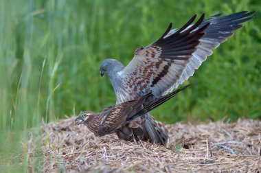 Montagu'nın harrier çiftleşme Zamanı 