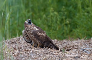 Gökyüzünde erkek, ağlayan Montagu'nın harrier 