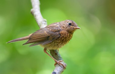 Avrupa robin bir dalda poz 