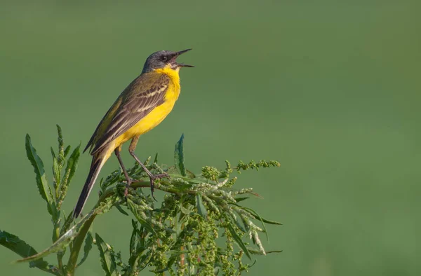 Queue Aigle Jaune Occidentale Chantant Plante — Photo