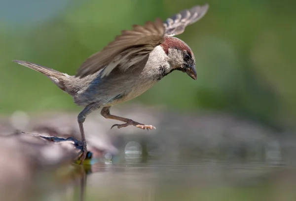 Moineau Domestique Grand Saut Dans Eau — Photo