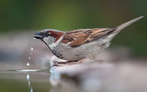 Домашний Воробей Капельками Питьевой Воды — стоковое фото