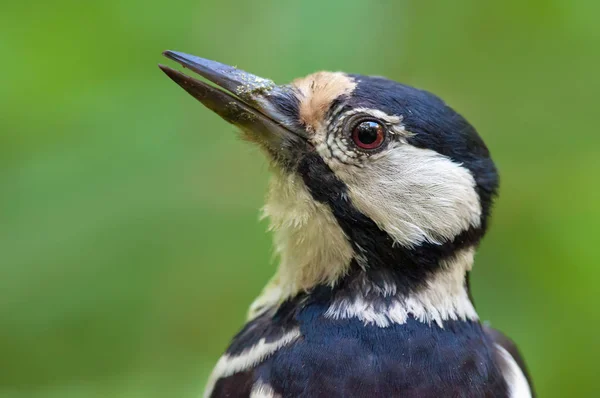 Grote Bonte Specht Vrouwelijke Portret — Stockfoto