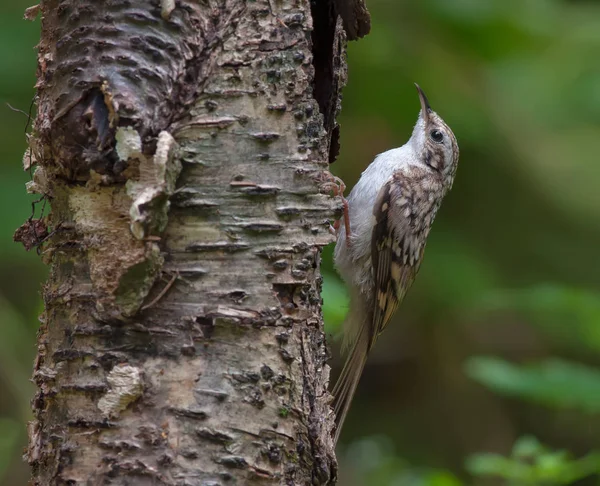 Eurasie Treecreeper Grappin Moignon — Photo