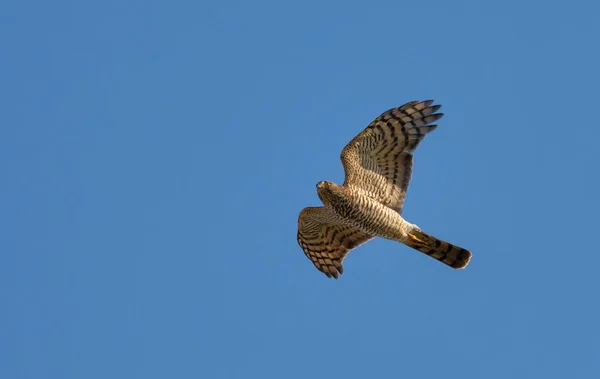 Sperwer Tijdens Vlucht — Stockfoto