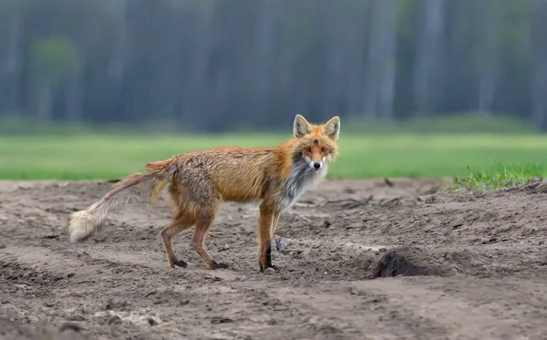Red Fox Mange Chorobę — Zdjęcie stockowe
