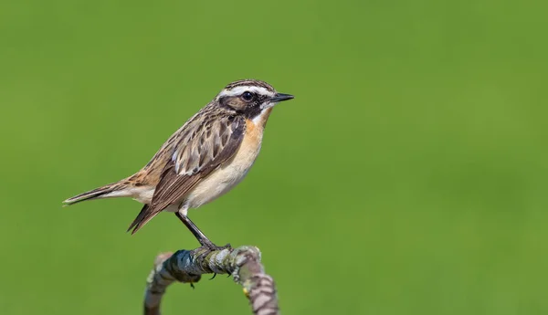 Erkek Whinchat Küçük Bir Kök Üzerinde Tünemiş — Stok fotoğraf