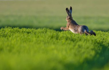 Avrupa hare yeşil alanın karşısındaki sıçramak