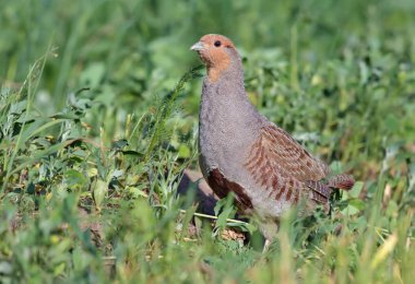 Grey partridge posing in the herbs clipart