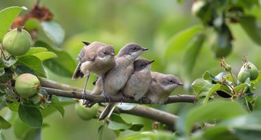 Daha az whitethroats kendilerini elma ağacı dalı üzerinde uzanan