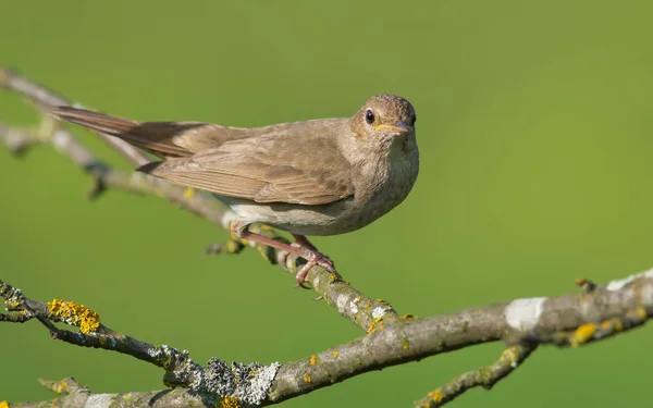 stock image Thrush Nightingale perched in bush