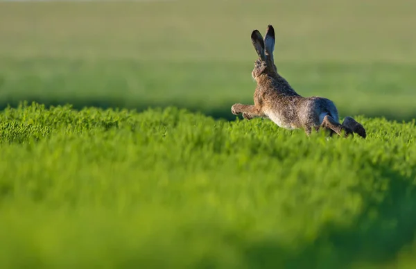 European hare leaping across green field