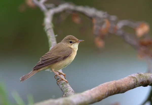 Marsh Warbler Perched Dry Branch — Stock Photo, Image