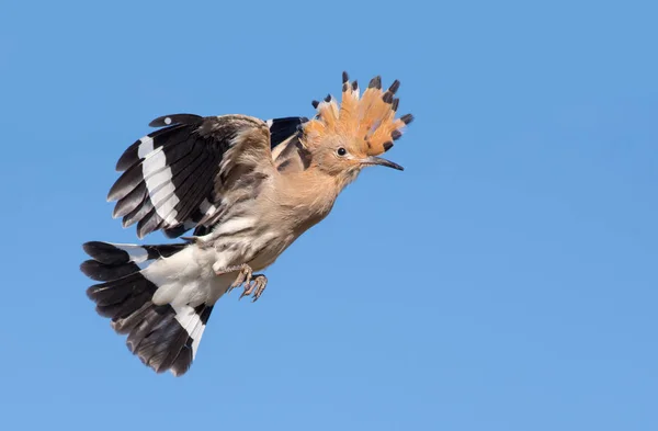 Hoopoe Swift Flight — Stock Photo, Image