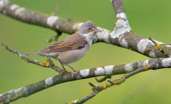 Common Whitethroat Perched Branches — Stock Photo, Image