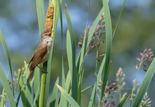 Great Reed Warbler Zingen Reedmaces — Stockfoto