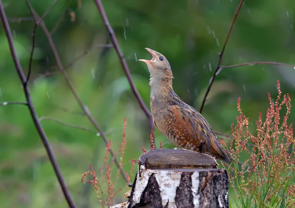 Corn Crake Singing Stump — Stock Photo, Image