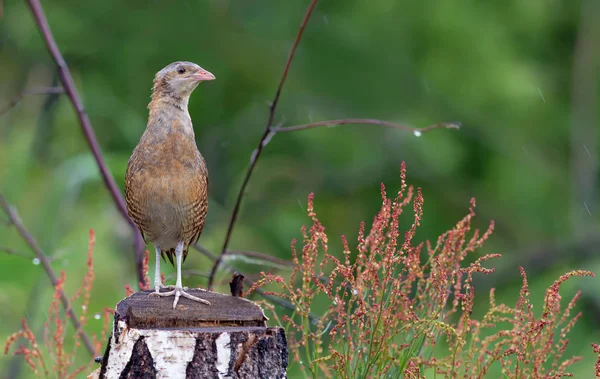 Καλαμπόκι Crake Θέτοντας Ένα Κούτσουρο — Φωτογραφία Αρχείου