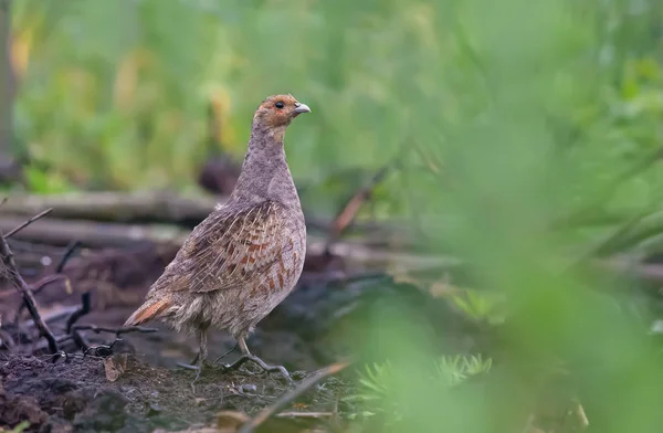 Grey Partridge Plain Earth — Stock Photo, Image