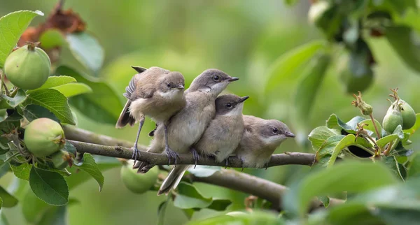 Lesser Whitethroats Stretching Themselves Apple Tree Branch — Stock Photo, Image