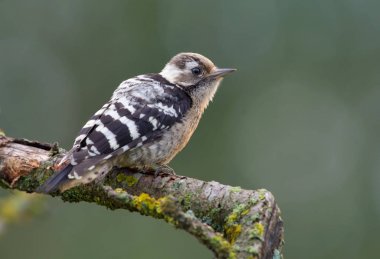 Lesser spotted woodpecker backview  clipart