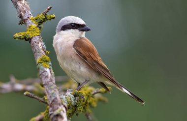 Red-backed Shrike perched on a lichen branch  clipart