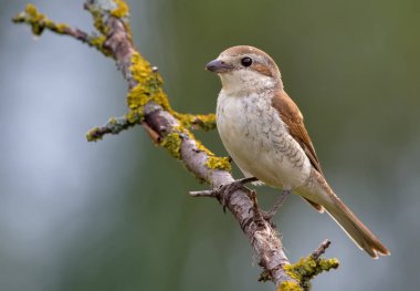 Kızıl sırtlı örümcek kuşu liken dalda poz 