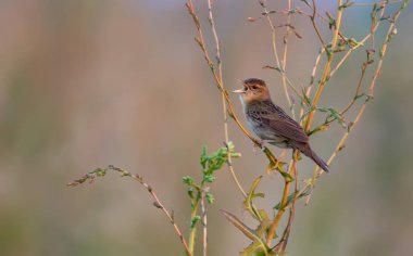 Adult male Common grasshopper warbler singing loud  clipart