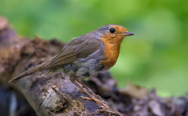 Pettirosso Europeo Posa Trespolo Lichene — Foto Stock