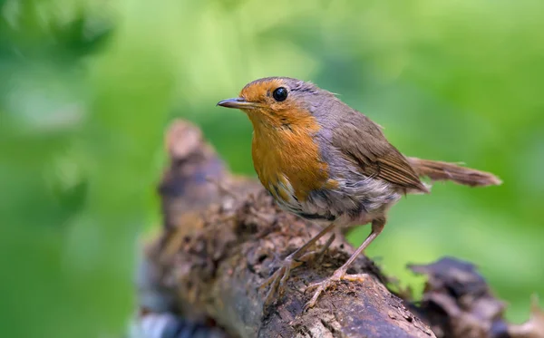 Pettirosso Europeo Posa Bastone Asciutto — Foto Stock